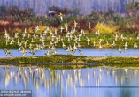 江蘇泗洪：大批候鳥抵達洪澤湖濕地